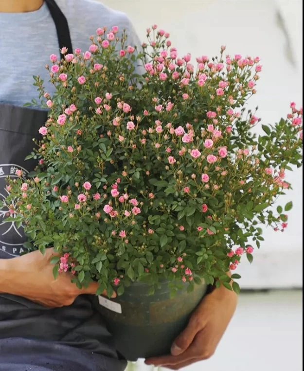 阳台微型月季“超微”出售中大苗/1.5加仑带盆发货