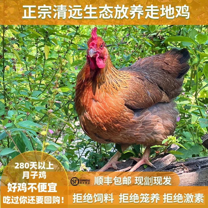 广东清远散养走地鸡月子鸡老母鸡280-300天煲汤现劏现发顺丰包邮