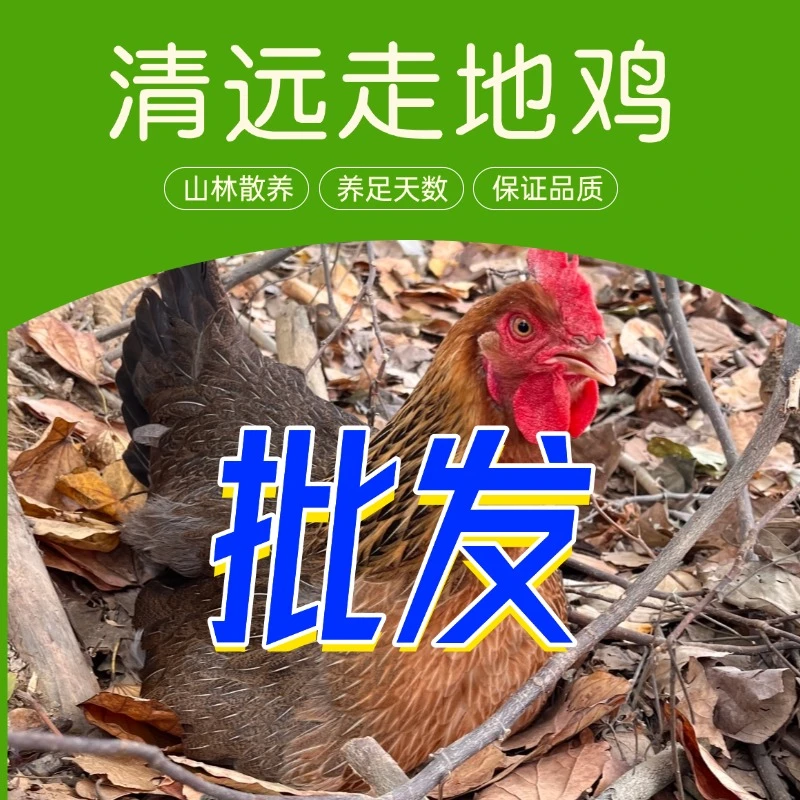 清远走地鸡批发大宗采购清远麻鸡原生态放养顺丰冷链送货