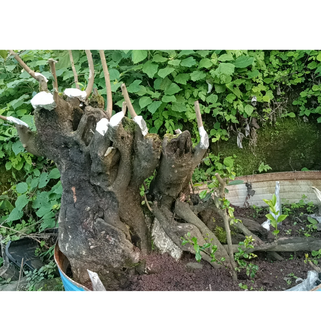 绿植园艺 金弹子