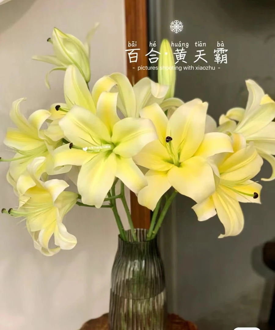 精选AA级黄天霸香水百合花 浓香拒收冻坏补售后叶子修剪养护颜值