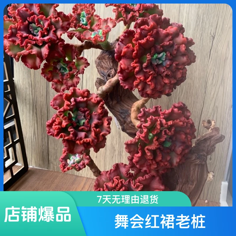 舞会红裙老桩室内摆件过年佳品手工多肉（不带树桩）
