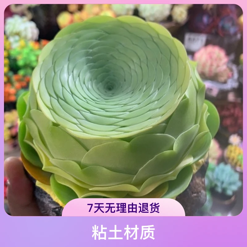山地玫瑰11-12冠幅粘土手工多肉摆件