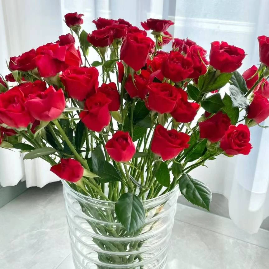 【漫篱花卉】霓虹泡泡，云南玉溪基地直发，任意两单包邮