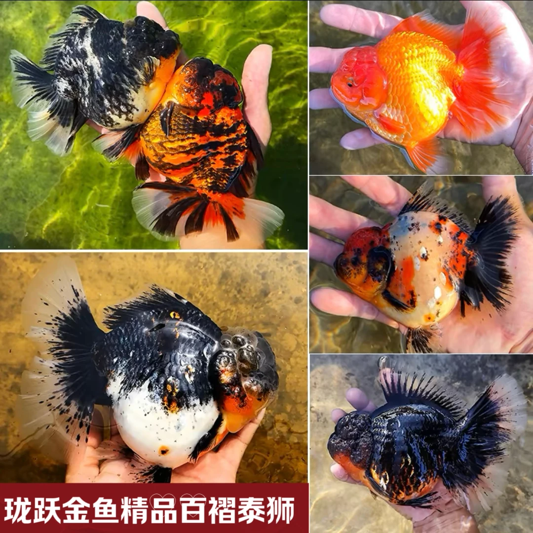 珑跃金鱼百褶泰狮短尾狮饲养淡水鱼直播间专拍