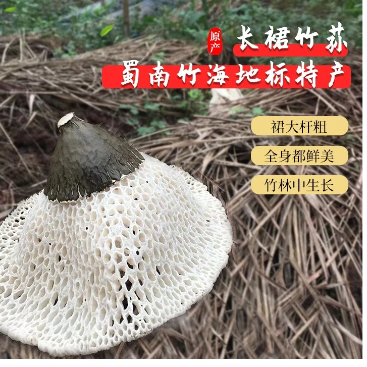 宜宾蜀南竹海长裙精品竹荪深山特产食用农产品