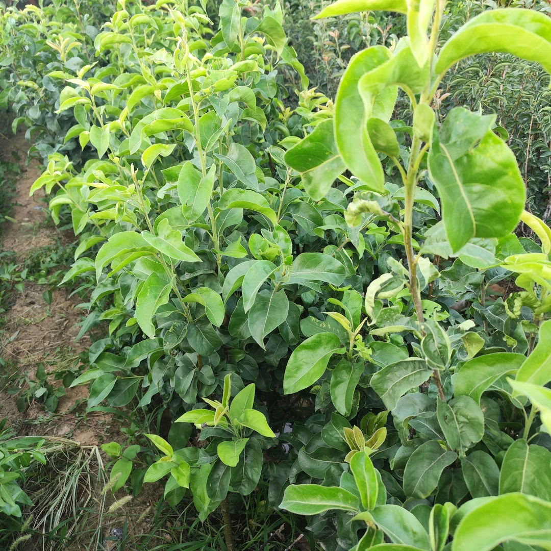 秋月庭院绿植盆栽观花观果种苗一物一拍