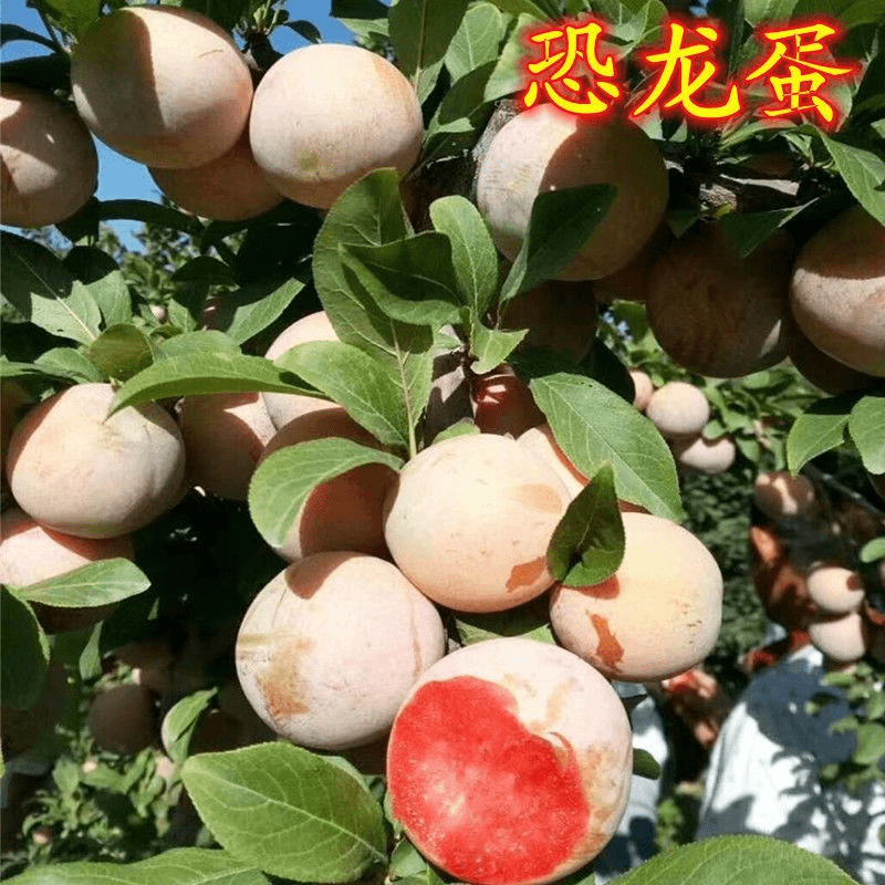 一物一拍 植物类黄色圆形粉红色紫红色肉质