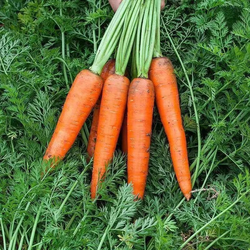 老胡萝卜，农家种的