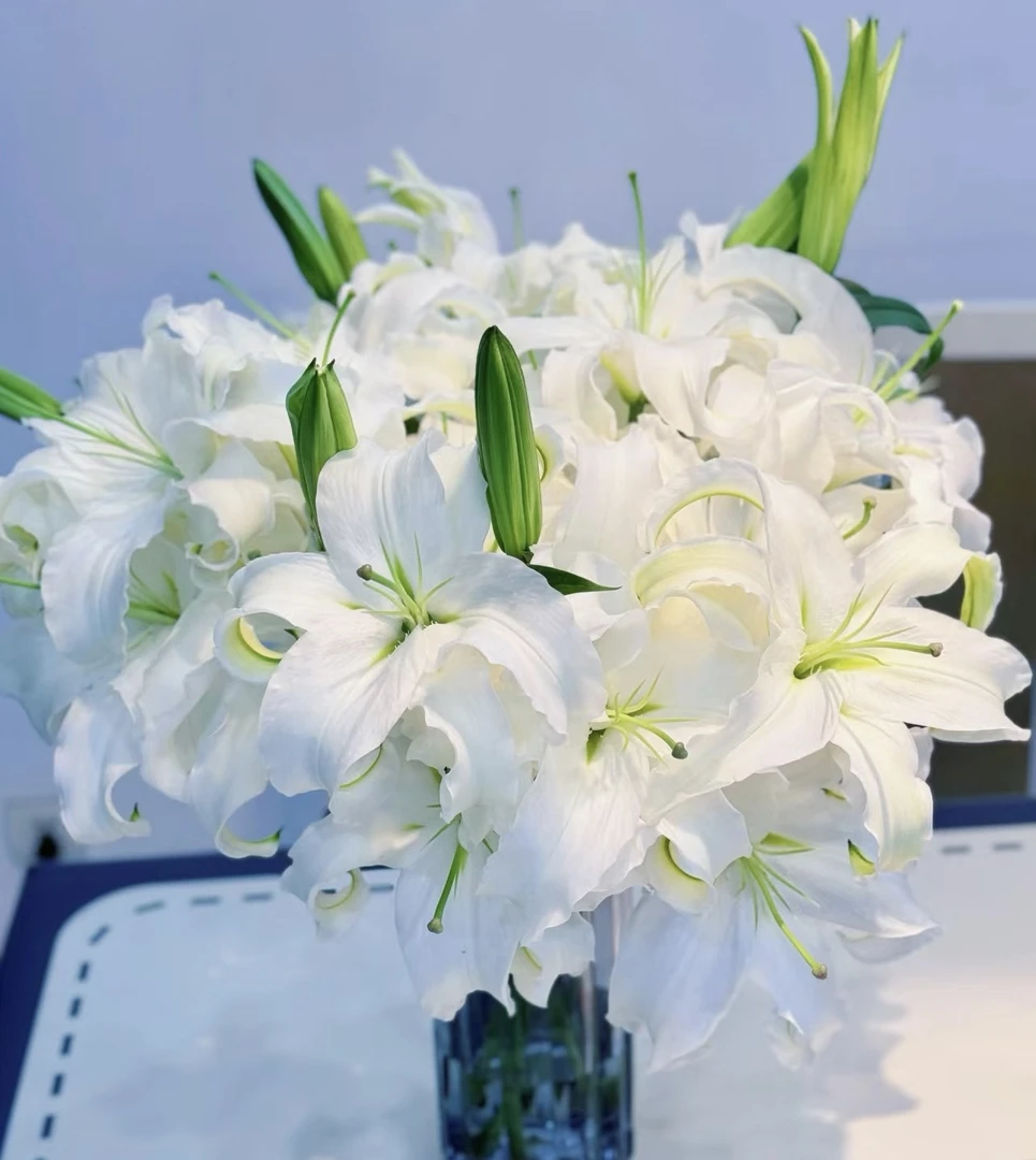 【源头优选七夕花礼】白色香水百合花农场直发耐养型适合鲜花养