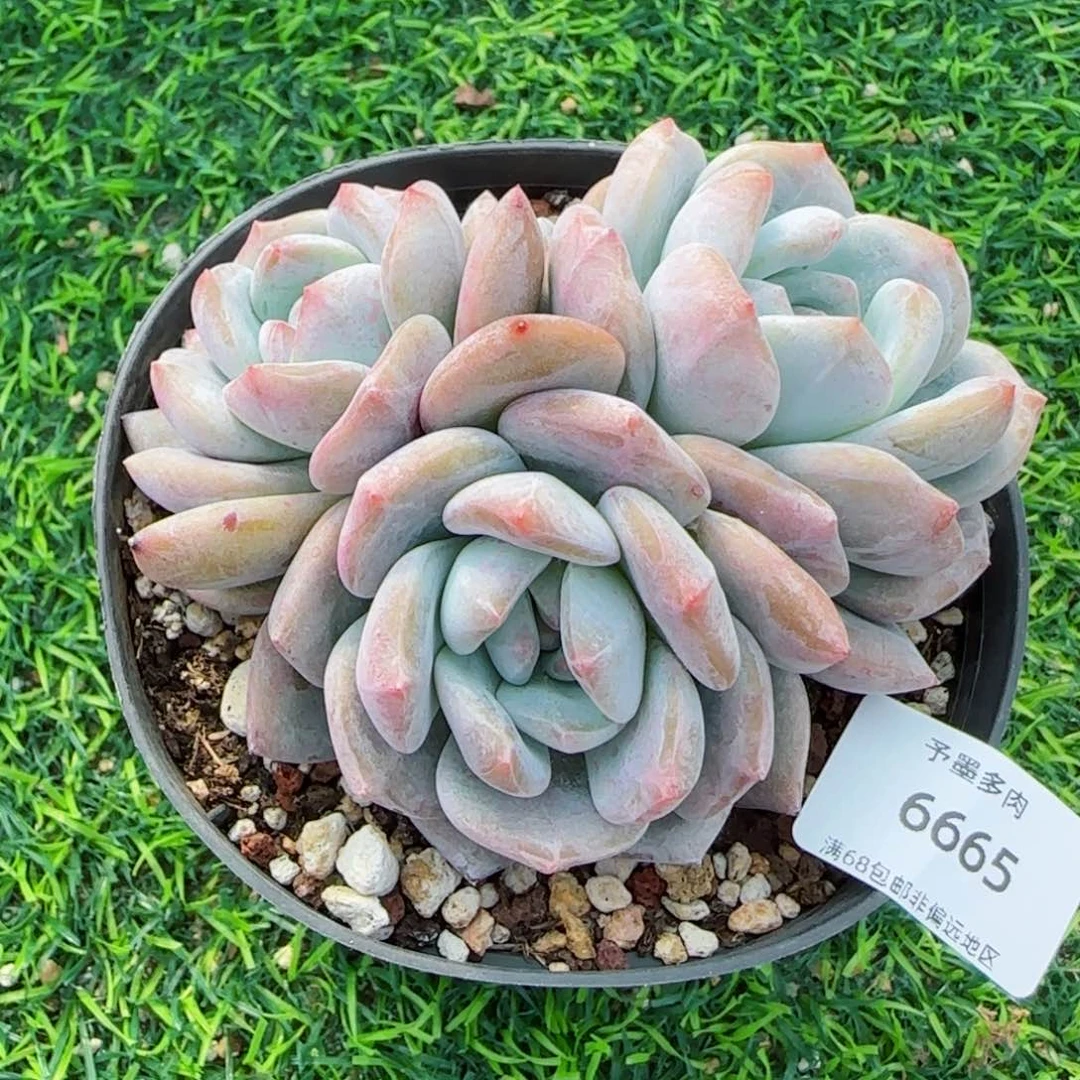 星影无砍。   6665。