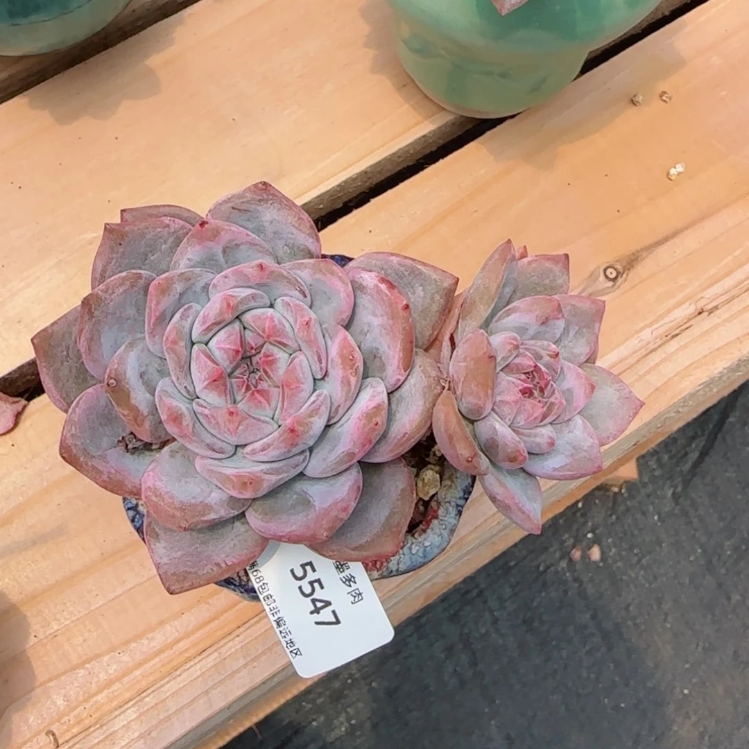 时**薄星影。  5547。