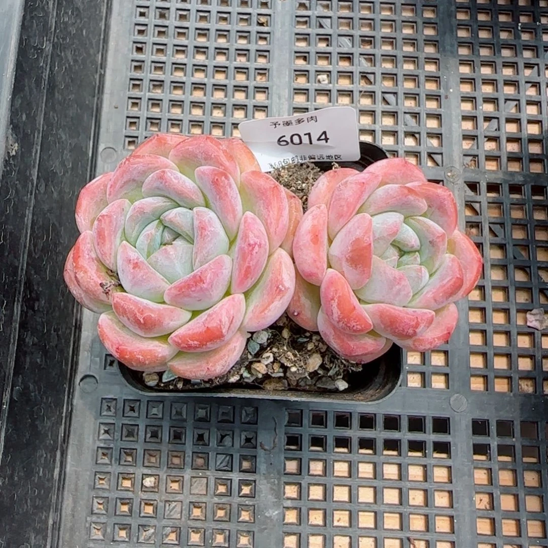 厚梦。     6014。