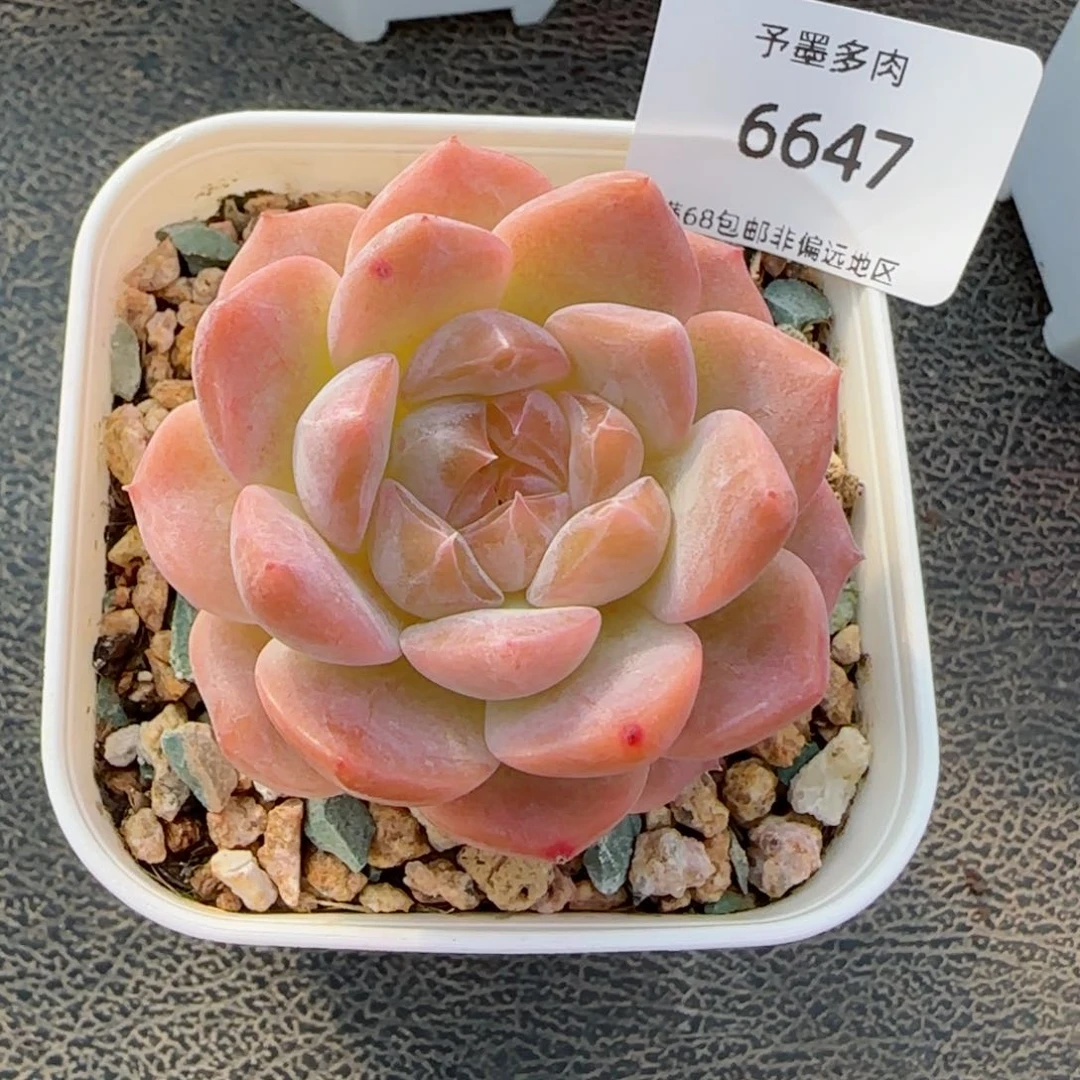 粉心魄。  6647。