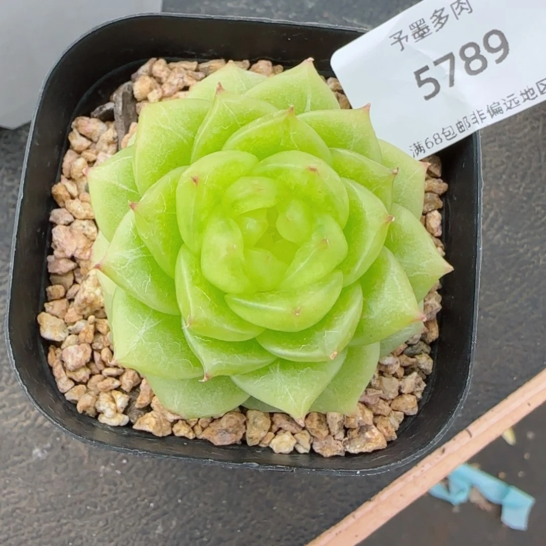 绿野仙踪。   5789。