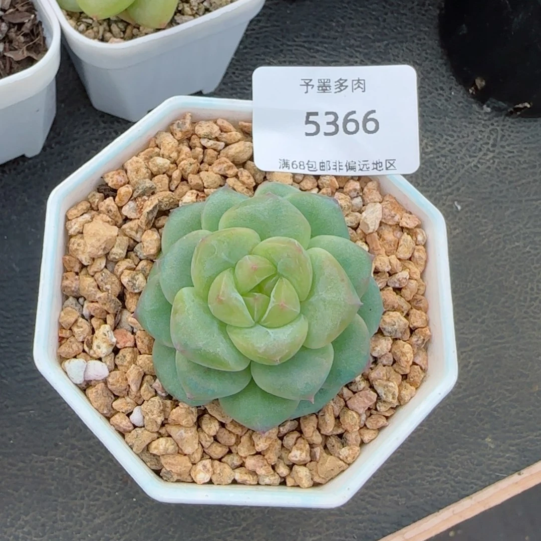 一帘幽梦。  5366。