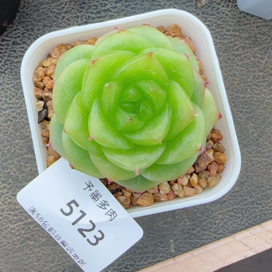 冰薄荷。   5123。