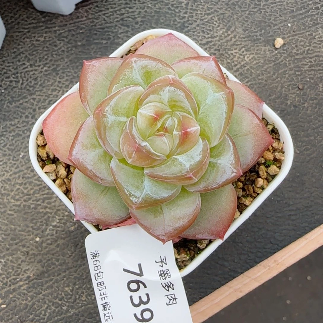 西米露。   7639。