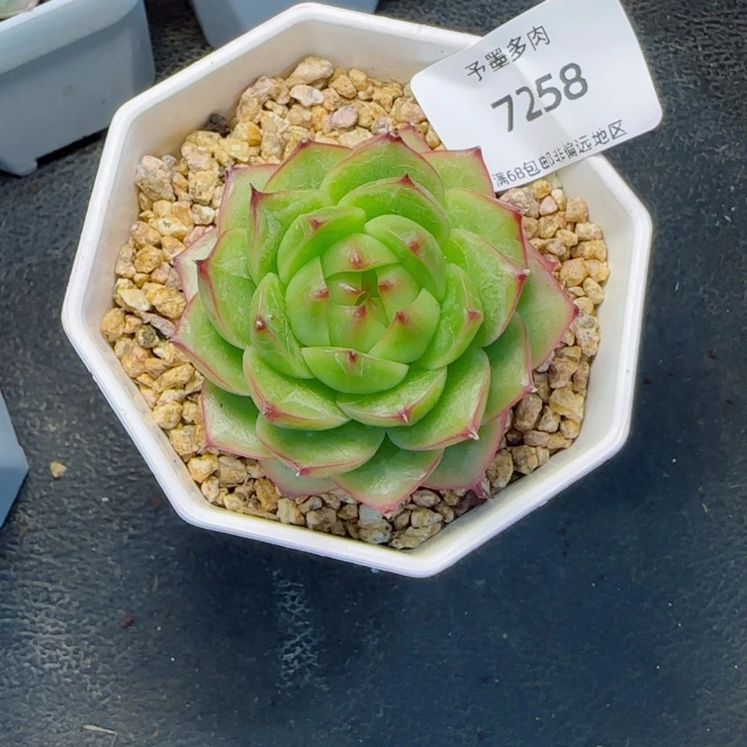 悠兰珍妮。  7258。