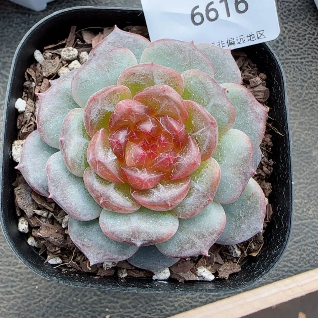 星空幻影。  6616。       多肉