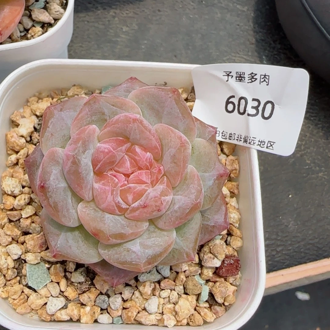 若*雪魄。  6030。
