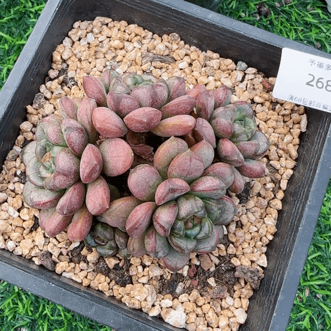 葡萄无砍。  2682。