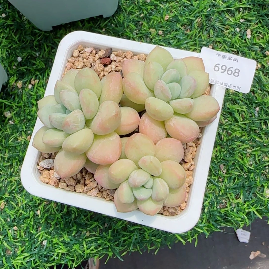 泡泡糖无砍。   6968。