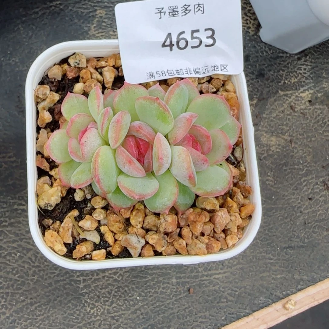 琴心。    4653。