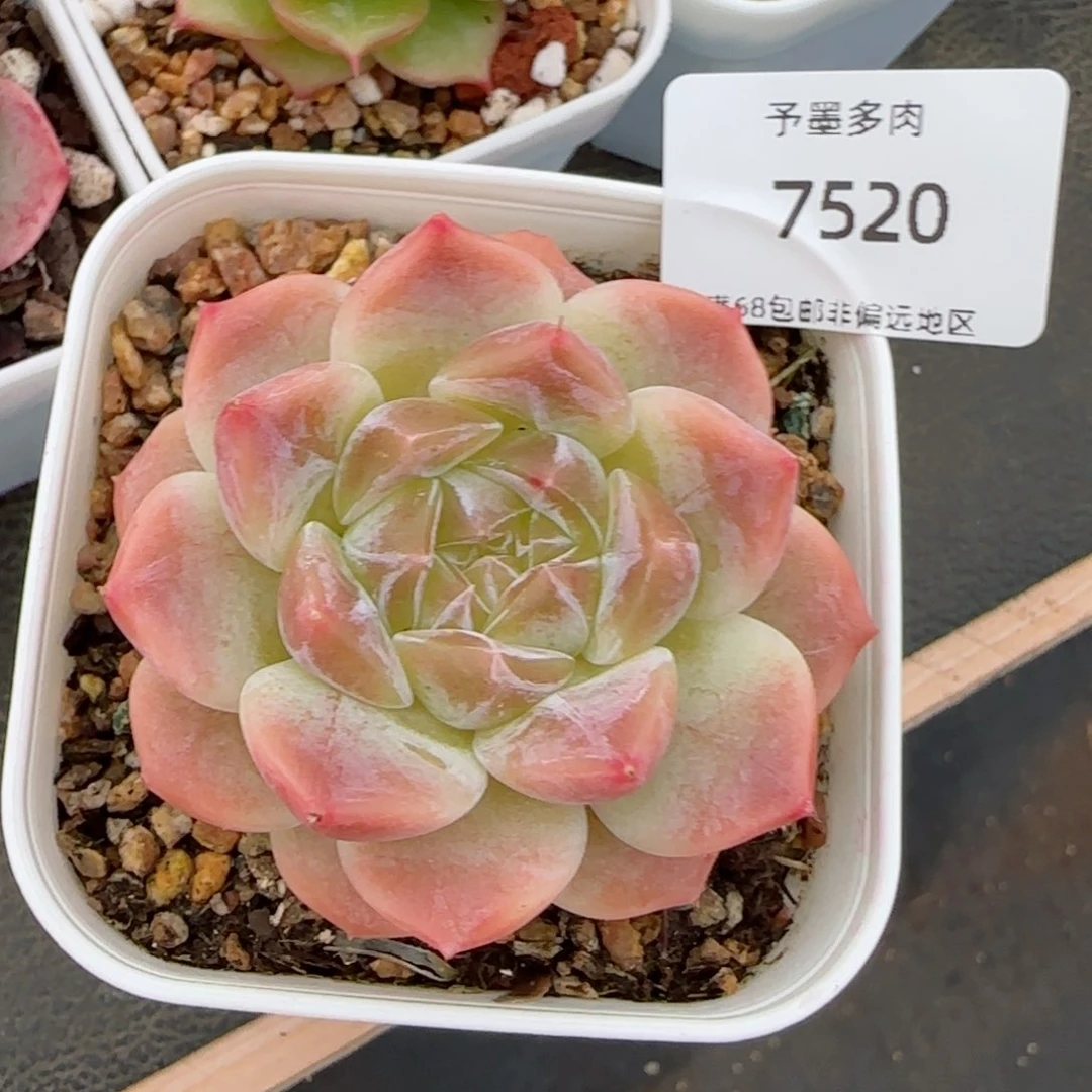 白底冰魄。  7520。