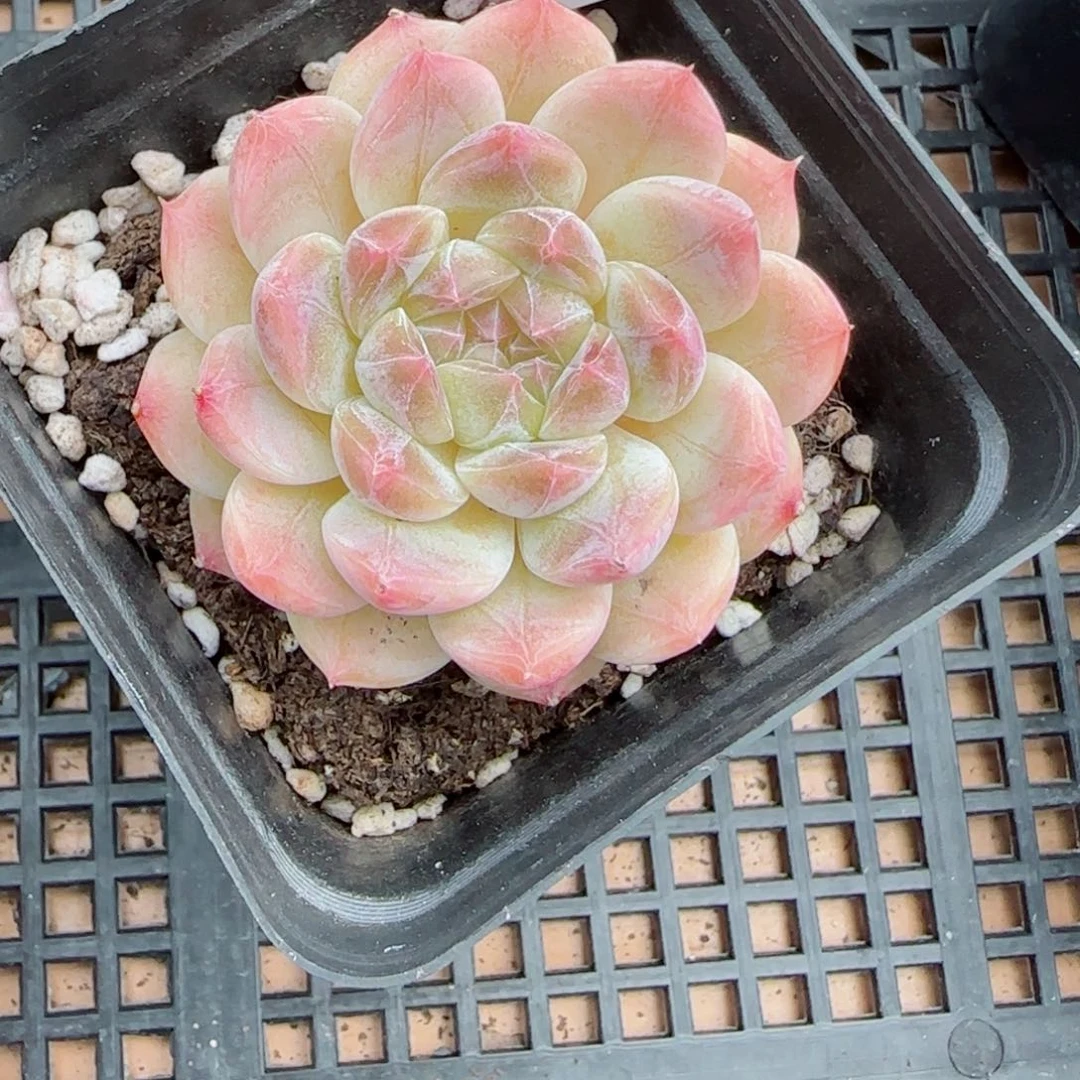 ?****ღ冰魄。   67788。