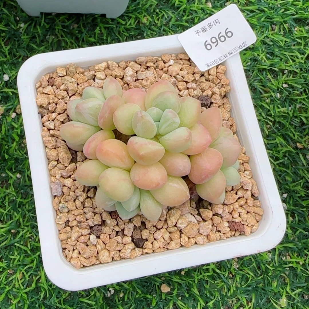 泡泡糖无砍。 6966。
