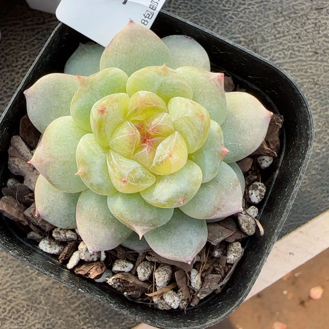 白雪珍妮。 5961。