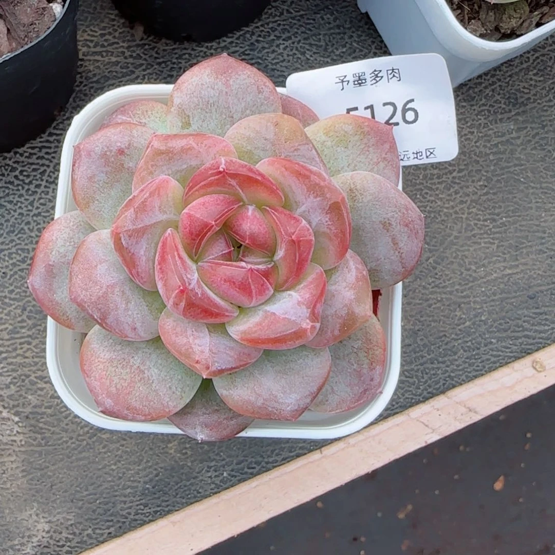 琥珀。     5126。