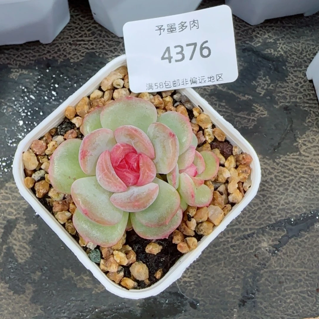 琴心。  4376。