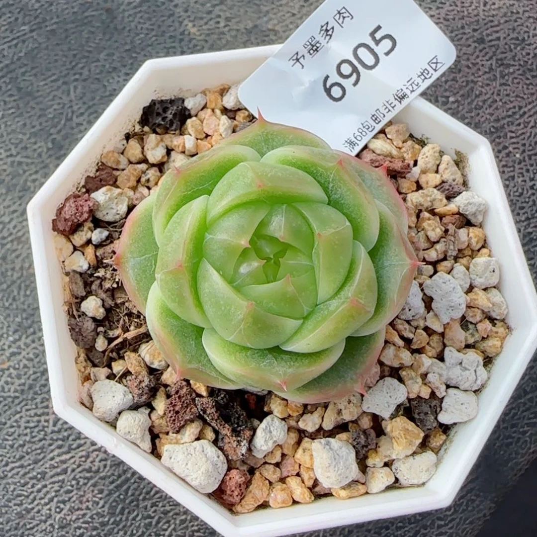 碧海珍妮。   6905。