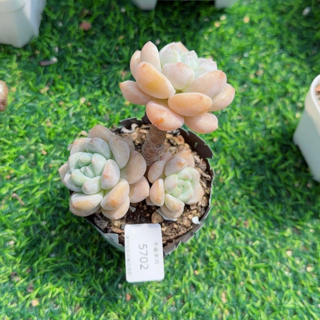 露凝香无砍。  5702。