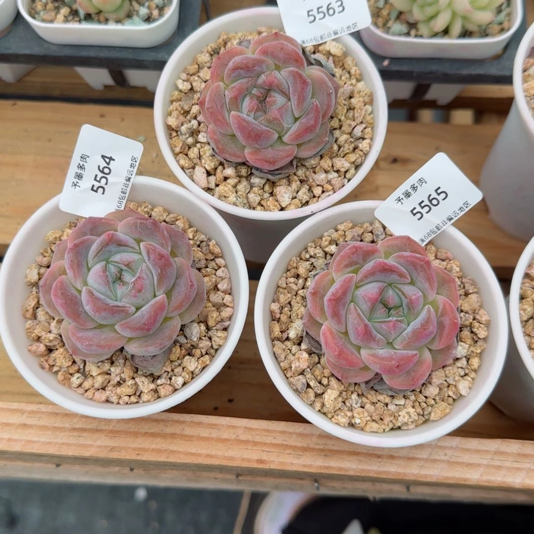 盼*桃花诺。5563 5564 5565。