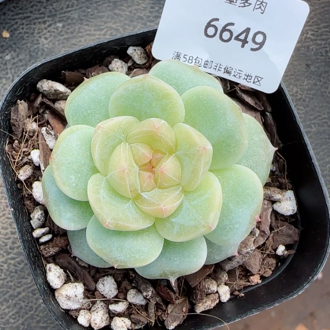 白雪珍妮。  6649。