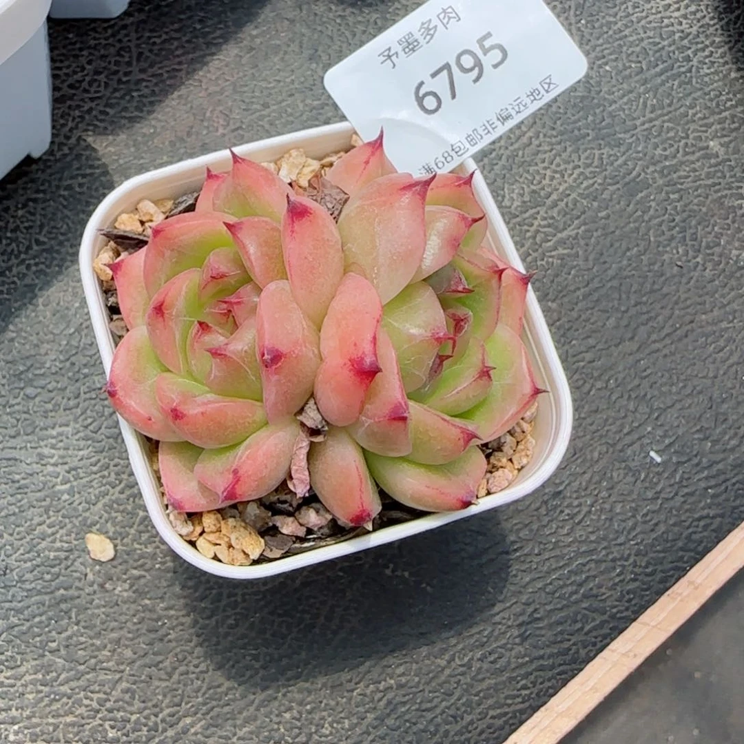 金辉珍妮。  6795。