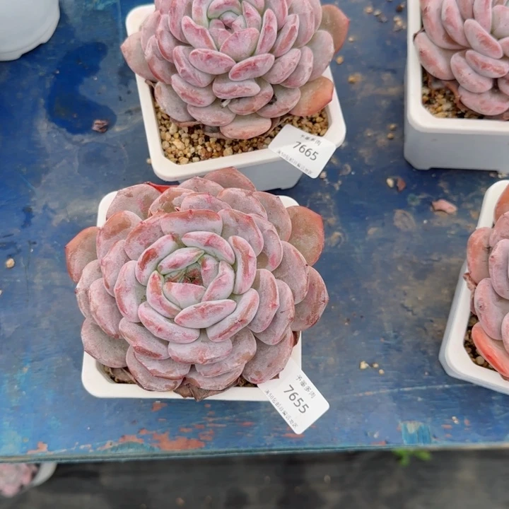 小*豆橙子。7665。 7655。