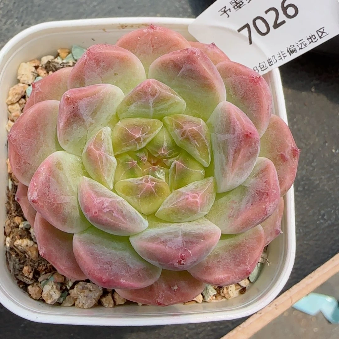 冰魄。  7026。