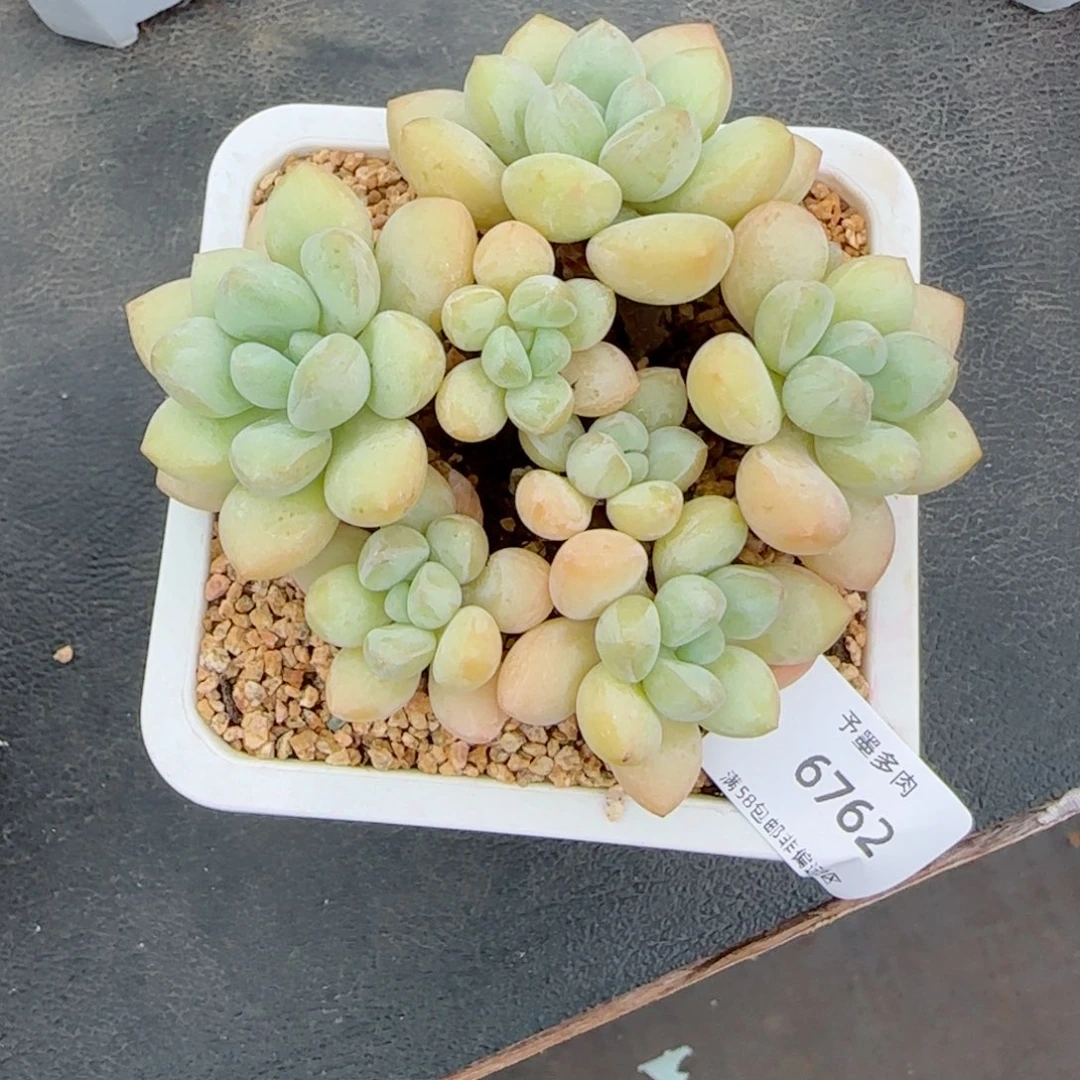 泡泡糖无砍。   6762。