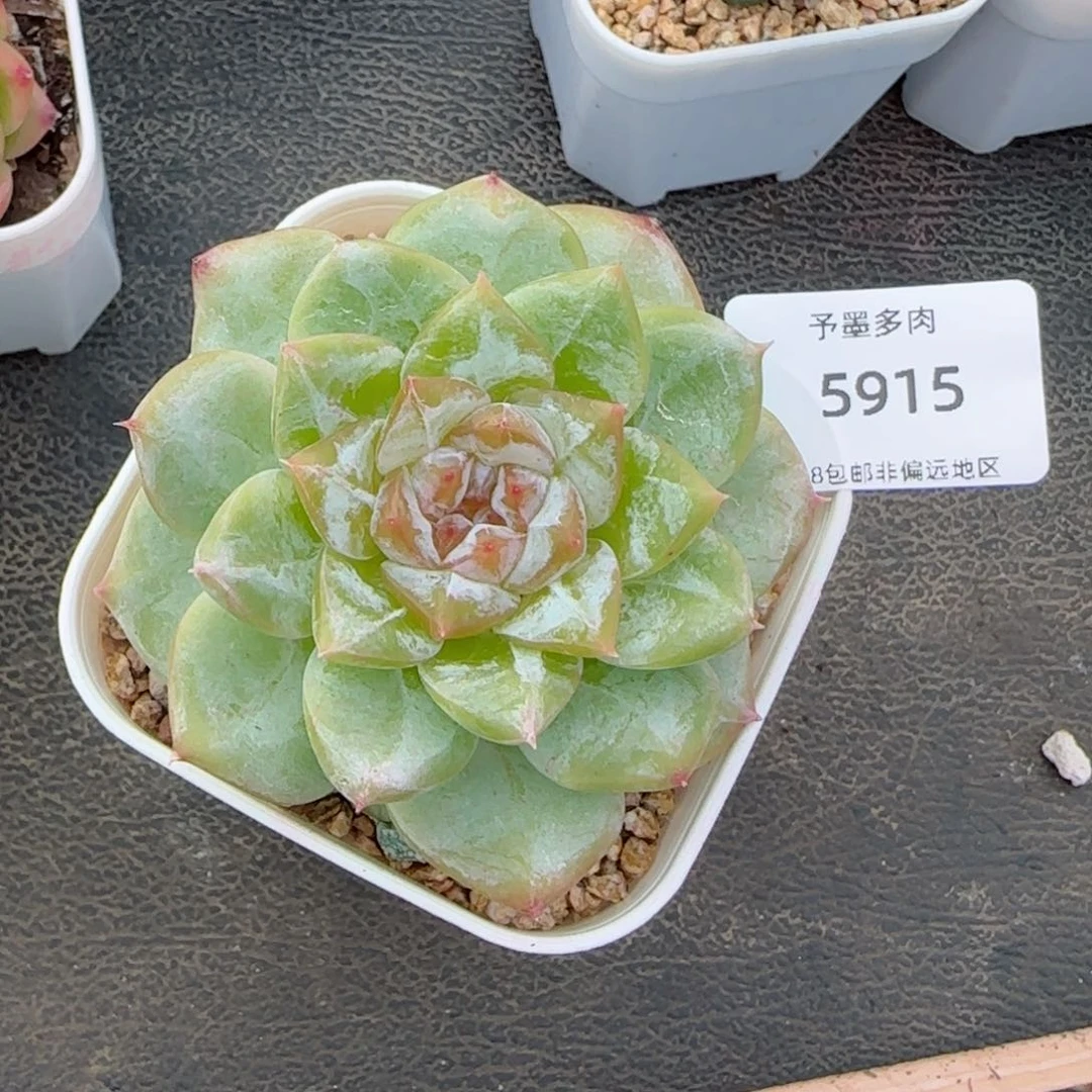 黄冰糖心。  5915。