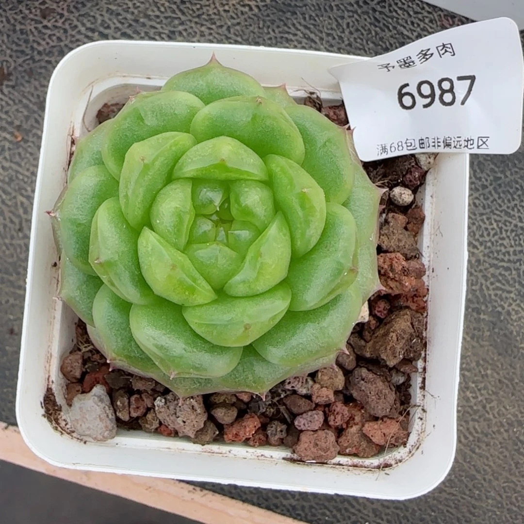 灯泡珍妮。  6987。