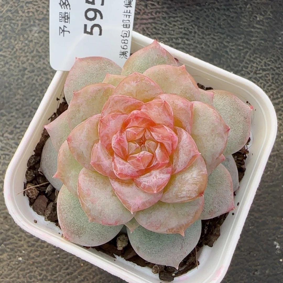 弗洛伊德。   5956。