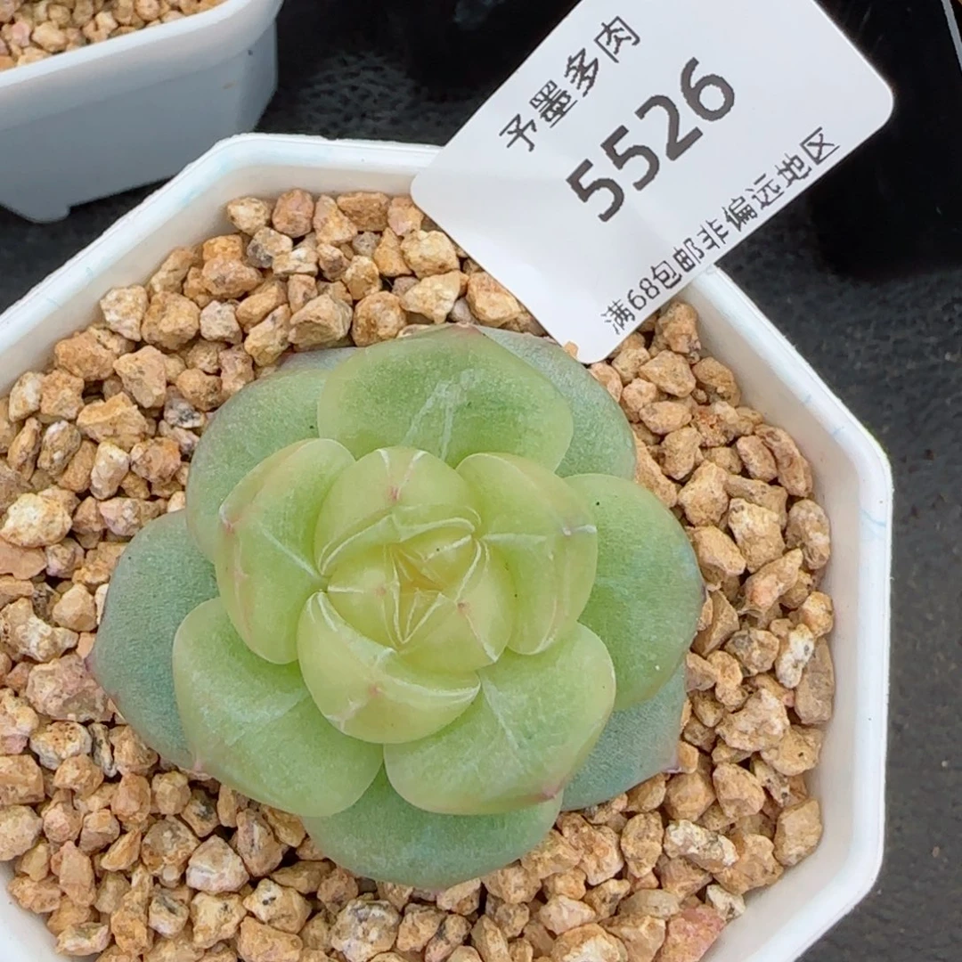 一帘幽梦。   5526。