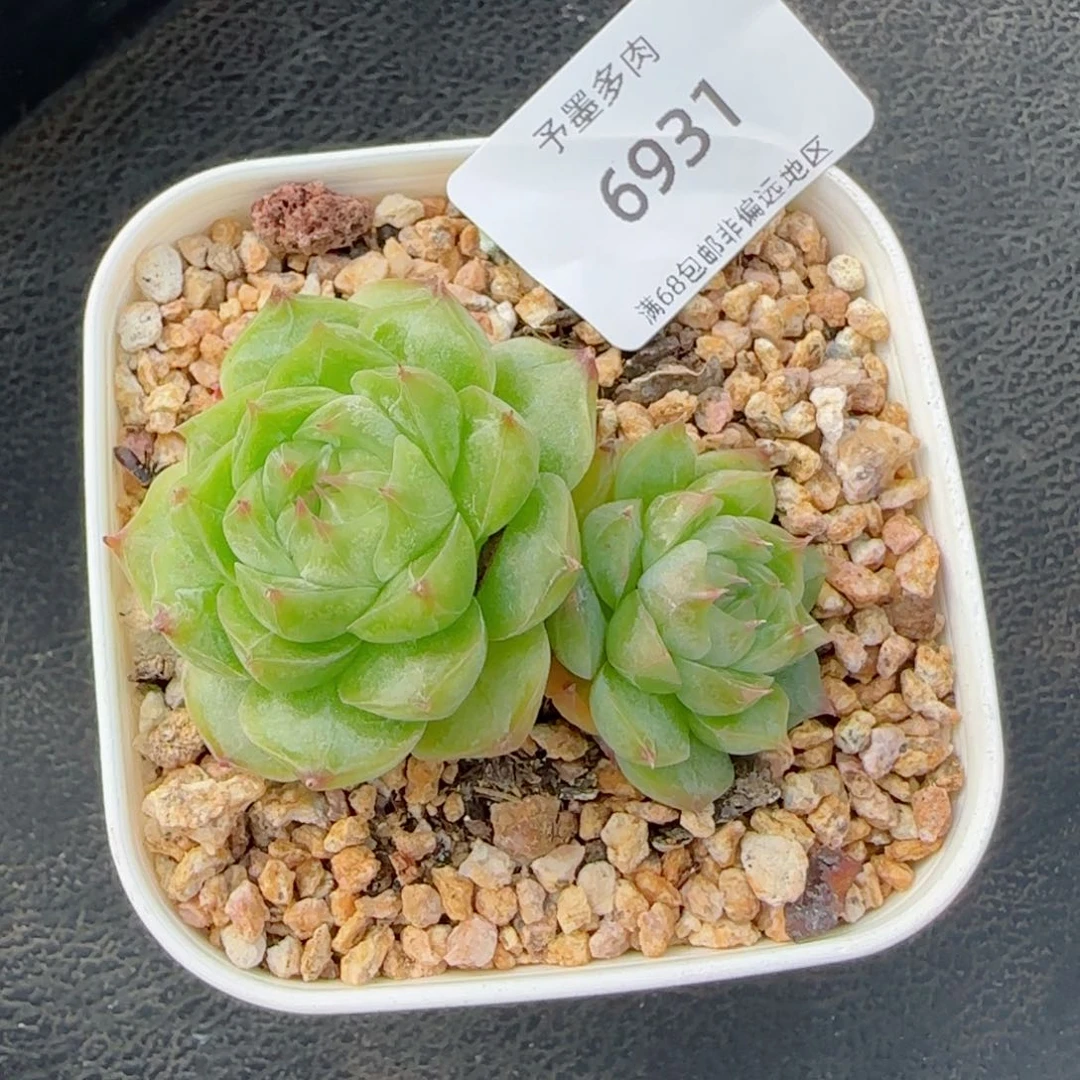 孤品糖心。 6931。