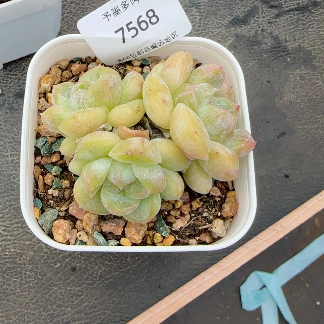 胖虎无砍。  7568。