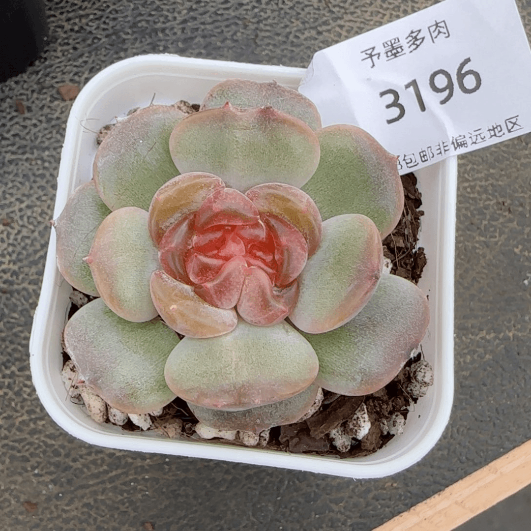 红色恋人双心。   3196。