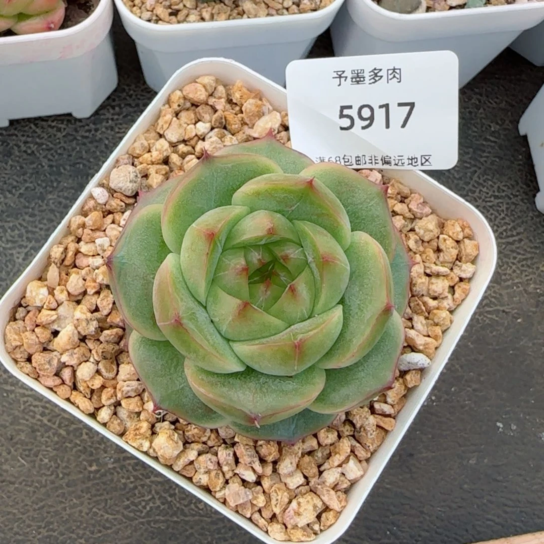 碧玉珍妮。     5917。